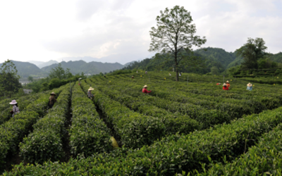 9888拉斯维加斯(中国游)官方网站